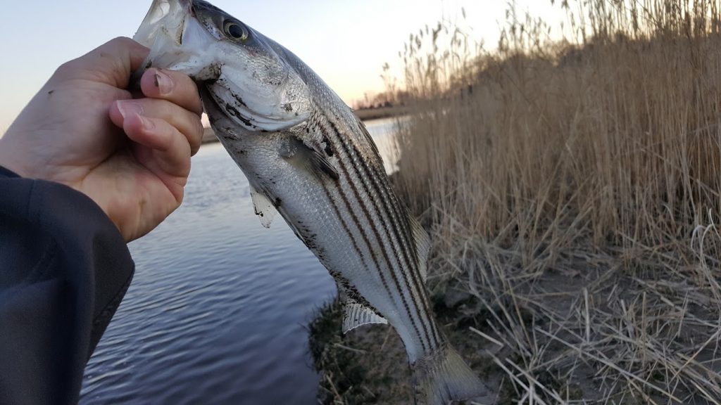 Schoolie Striped Bass