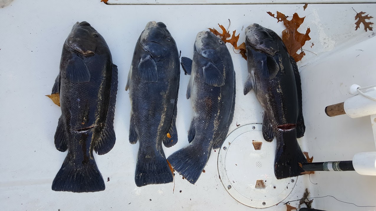 Read more about the article How-To Blackfish