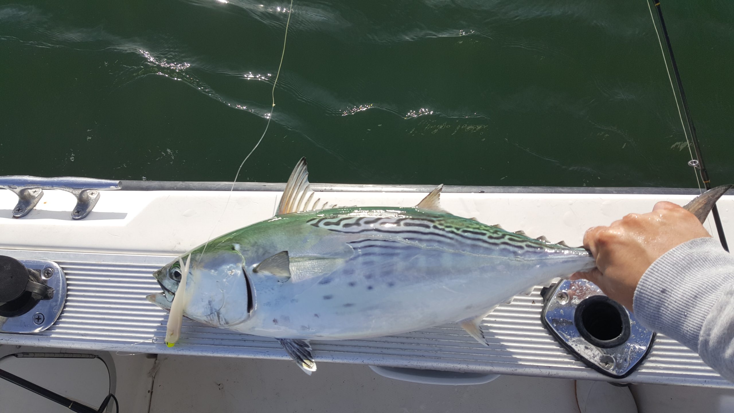 Read more about the article How-To False Albacore Fishing