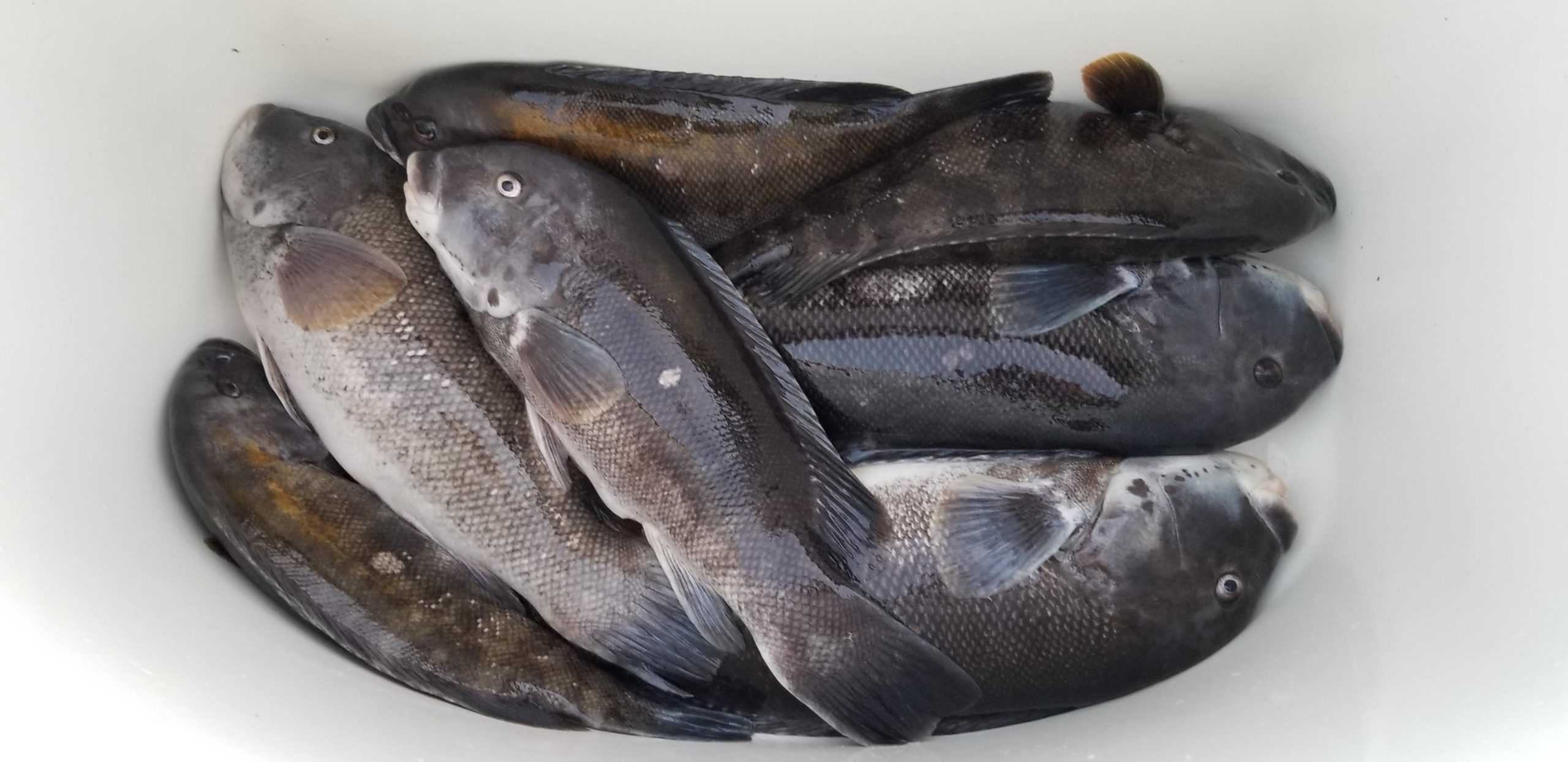 Read more about the article Everything you need to know about Tog Fishing (Tips & Techniques)